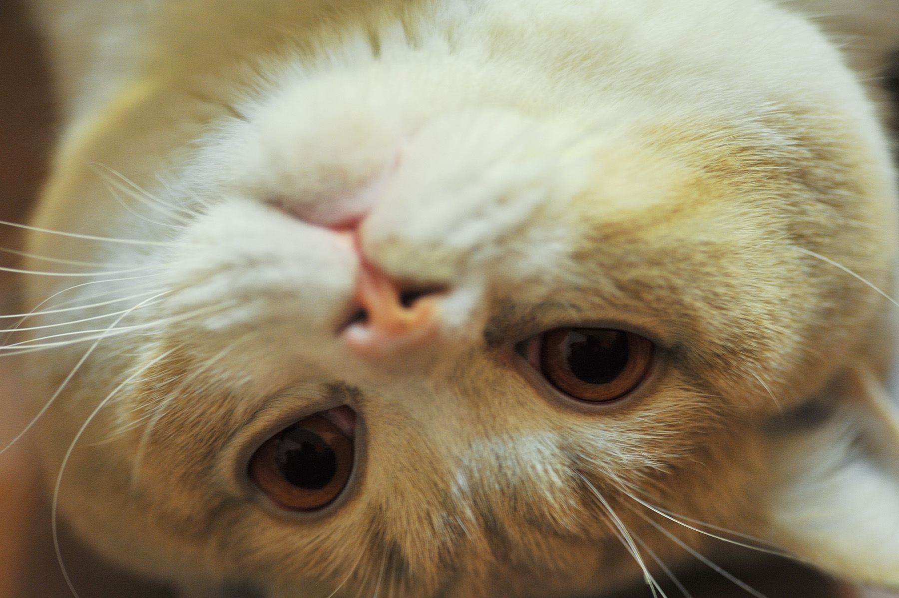 okrenuta glavica obradjeno