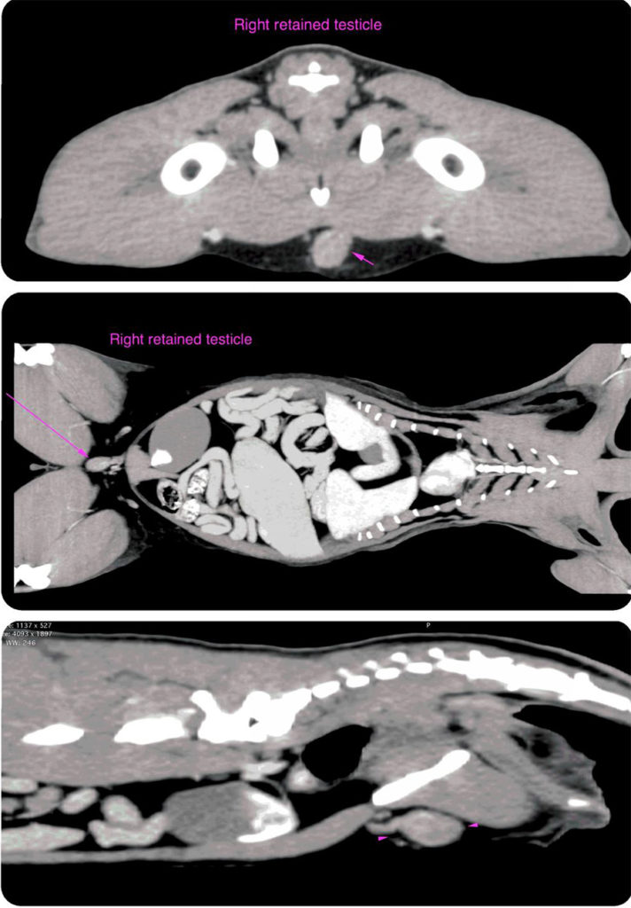 Uri CT testis